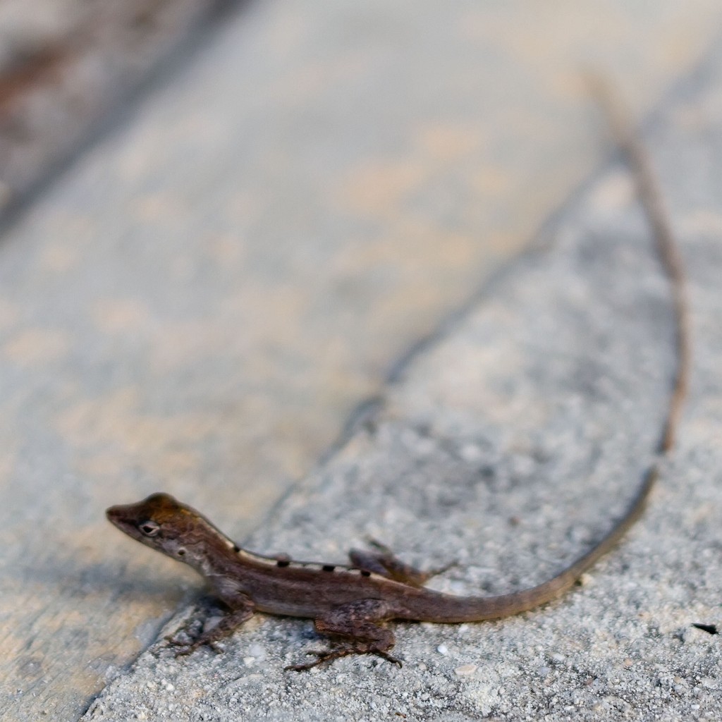 Silver key anole (Anolis scriptus)