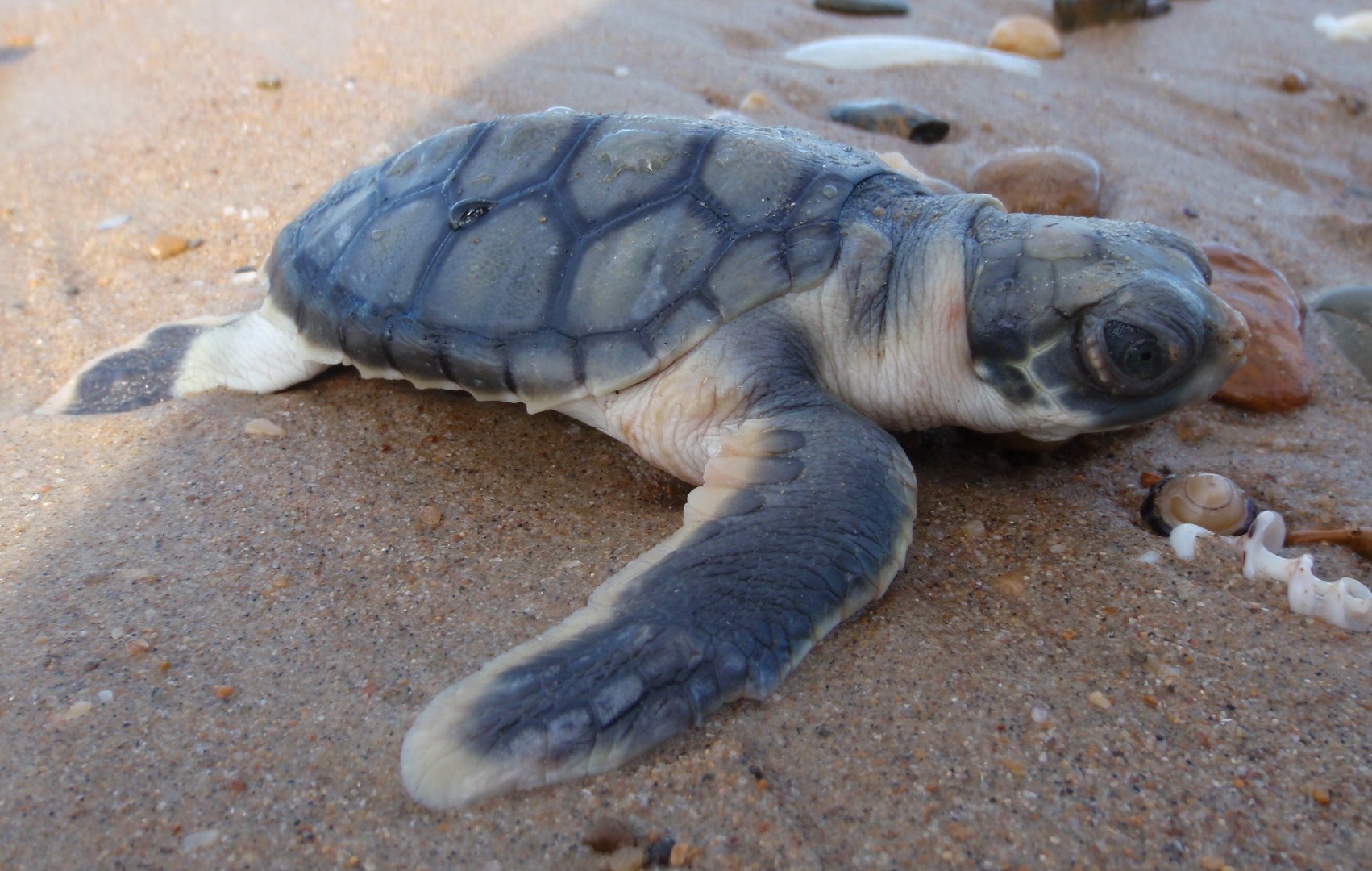 Flatback sea turtle (Natator depressus)