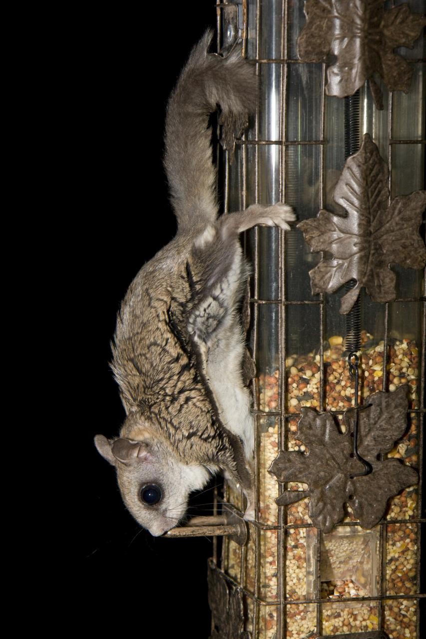 New world flying squirrels (Glaucomys)