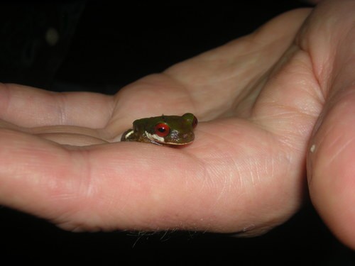Brook frog (Duellmanohyla rufioculis)