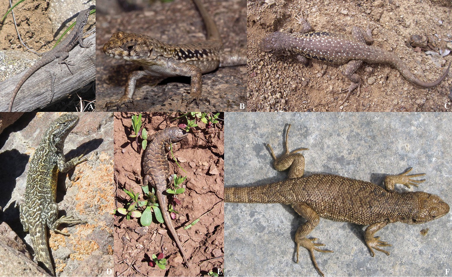 El Plomo Smooth-throated Lizard (Liolaemus bellii)