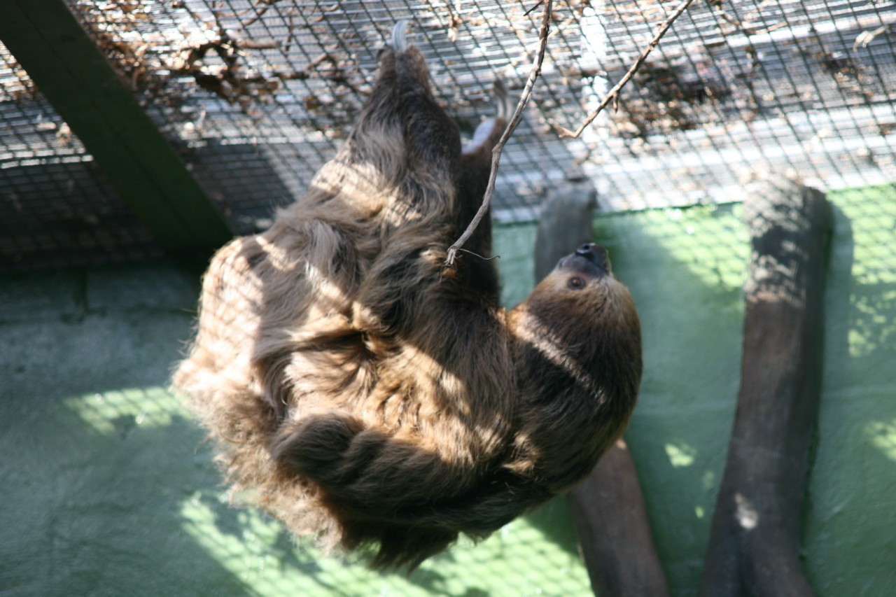 Two-toed sloths (Choloepus)