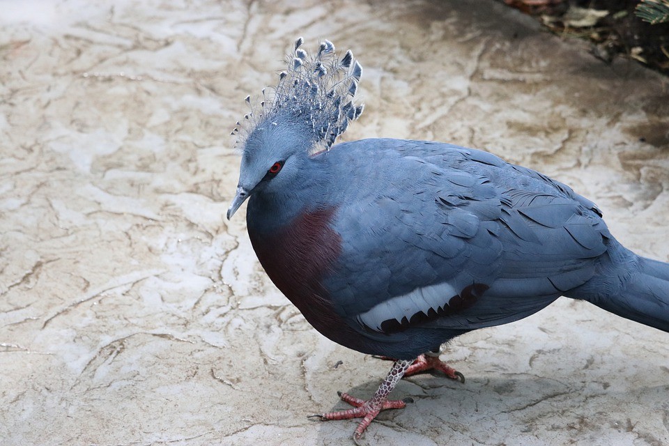 Western Crowned pigeon (Columba livia domesticus 'Western Crowned')