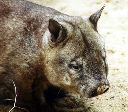 Haarnasenwombats (Lasiorhinus)