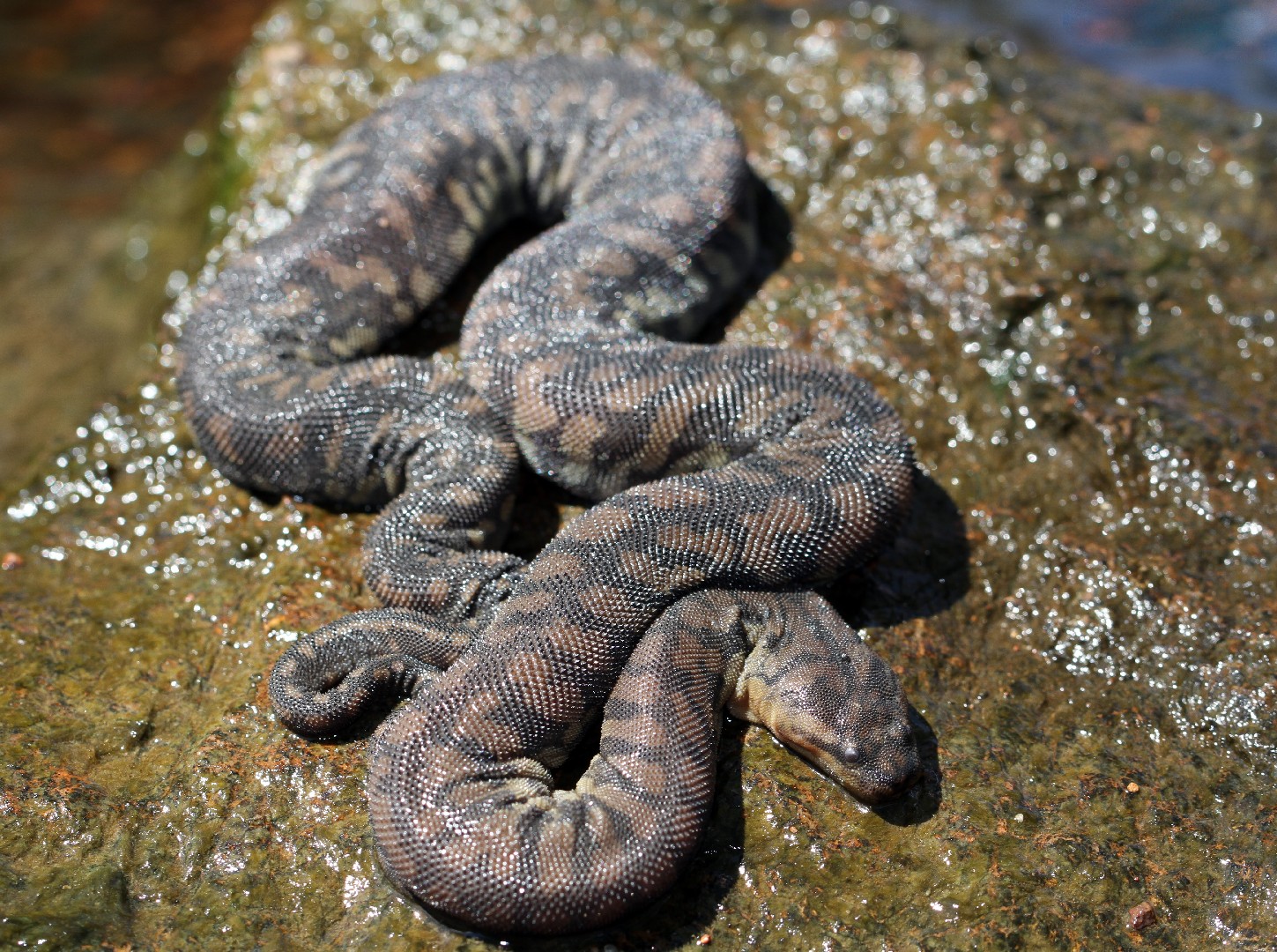 Java wart snakes (Acrochordus)
