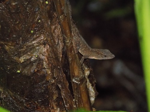 Anolis escamoso menor (Anolis uniformis)