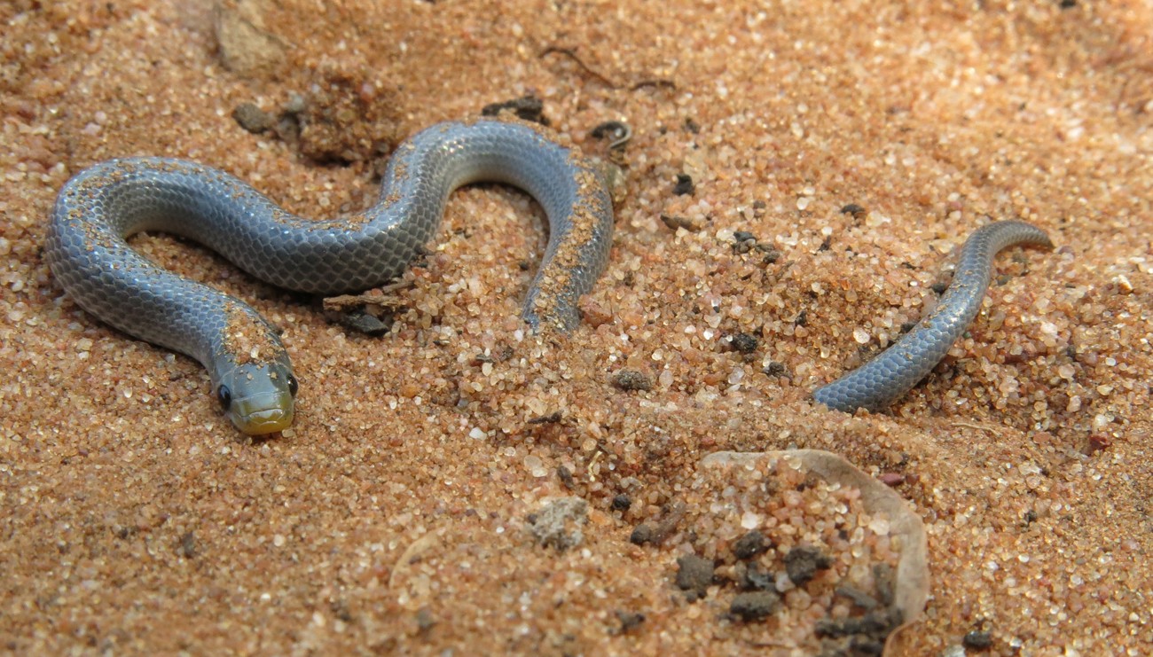East african shovelsnout snake (Prosymna)