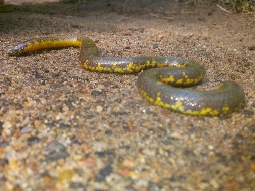 Rhinocerps earth snakes (Rhinophis)