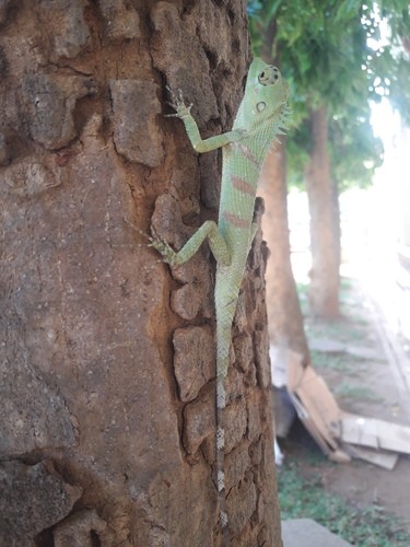 Forest lizards (Calotes)