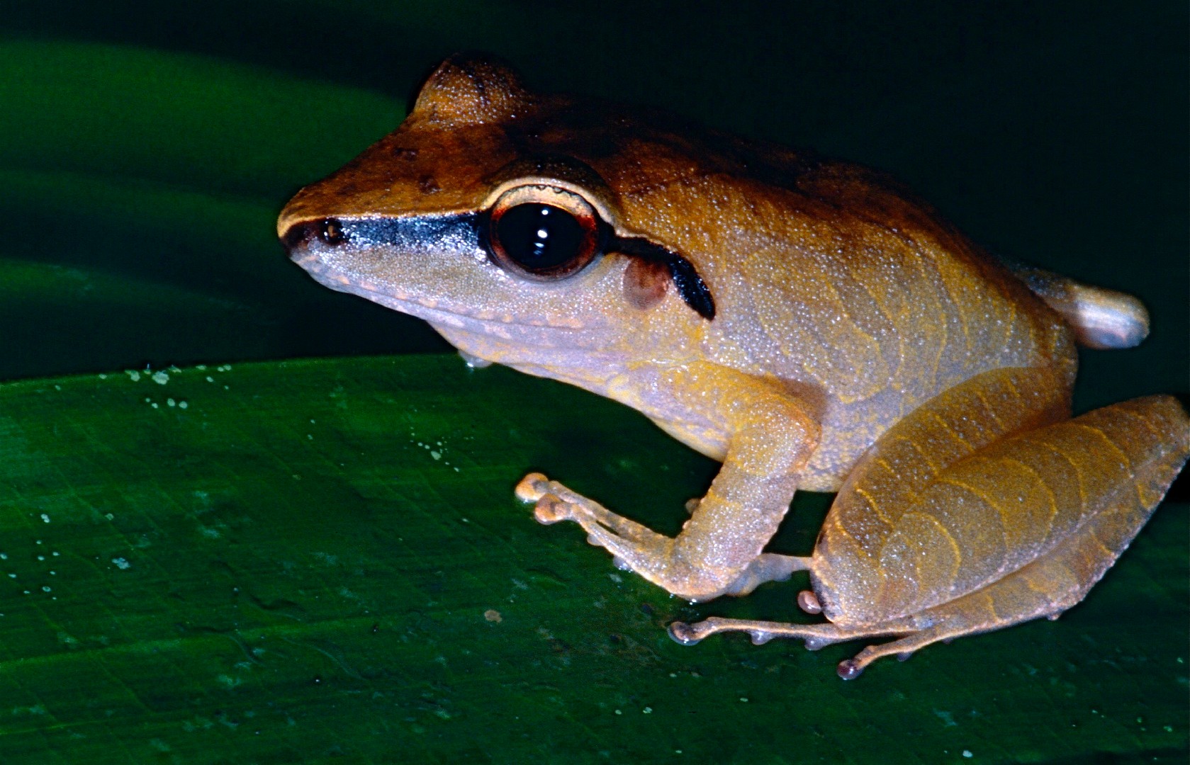 Pristimantis chiastonotus (Pristimantis chiastonotus)