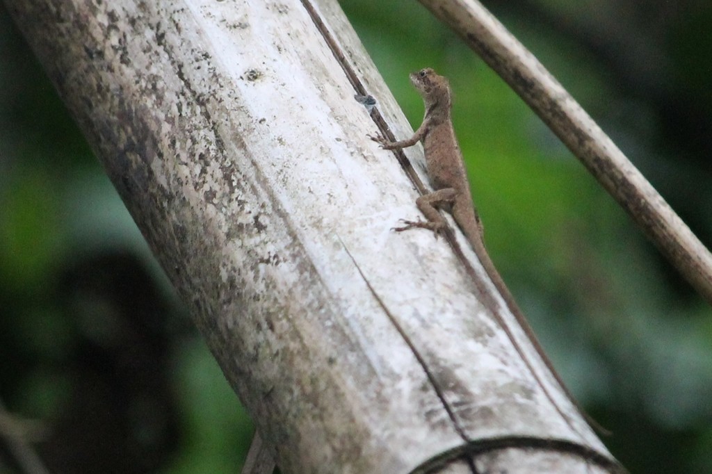 Anolis fuscoauratus (Anolis fuscoauratus)