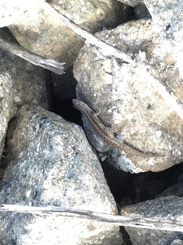 Liolaemus platei (Liolaemus platei)