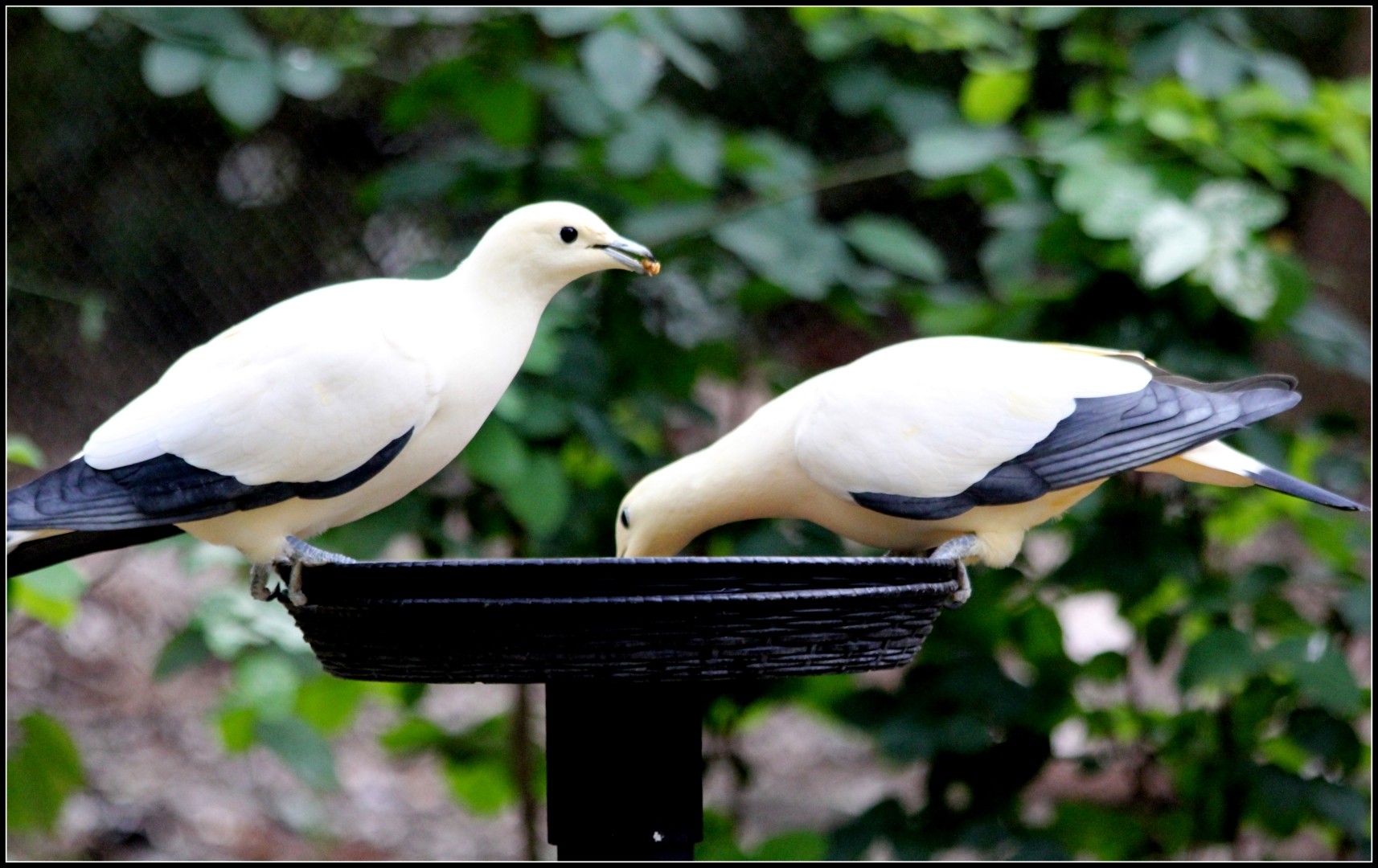 Pied Imperial pigeon (Columba livia domesticus 'Pied Imperial')