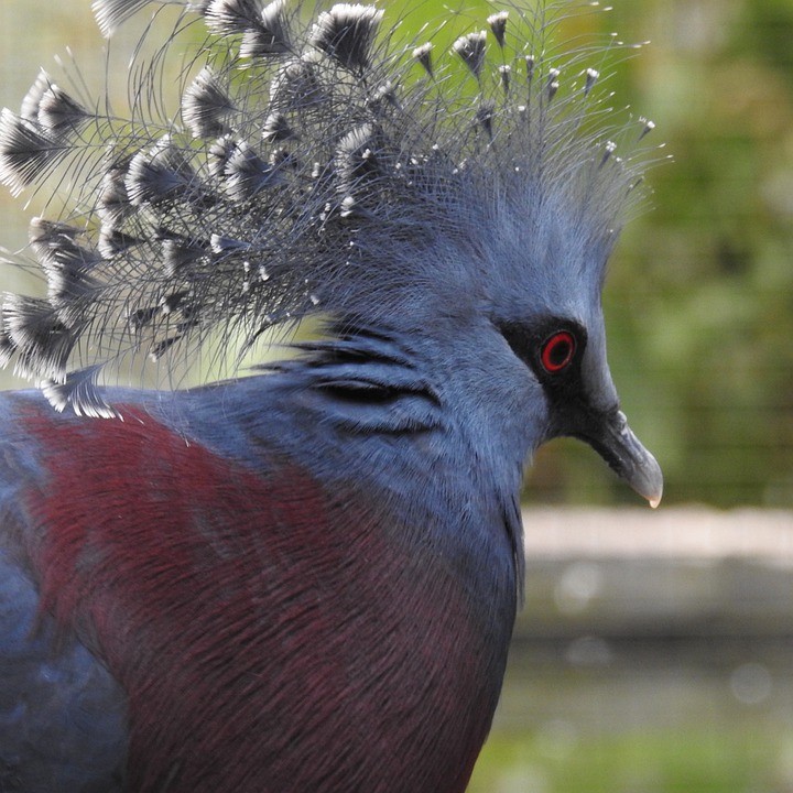 Victoria Crowned pigeon (Columba livia domesticus 'Victoria Crowned')