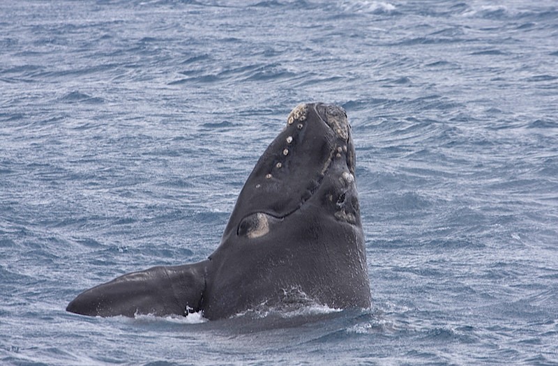 Right whales (Eubalaena)