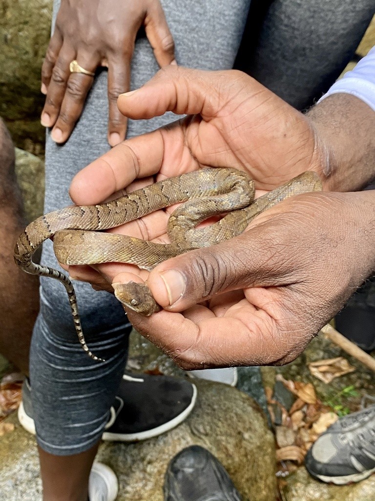 Boas terrestres del caribe (Chilabothrus)