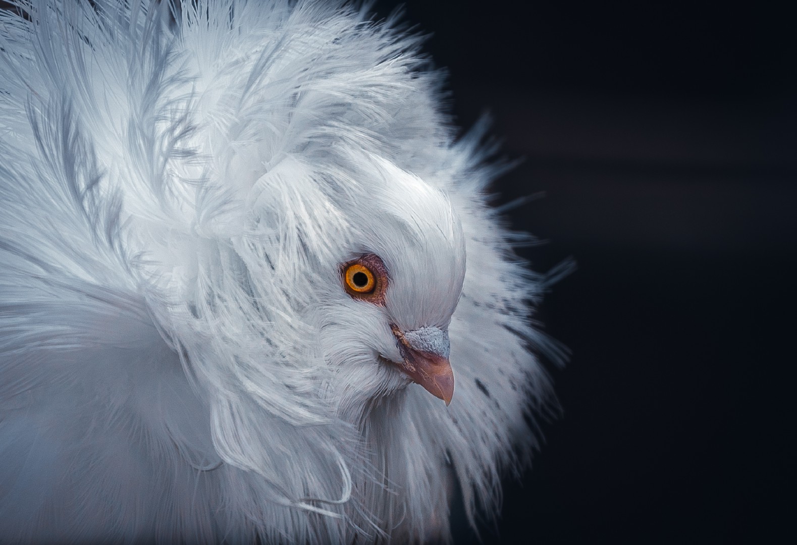 Jacobin pigeon (Columba livia domesticus 'Jacobin')