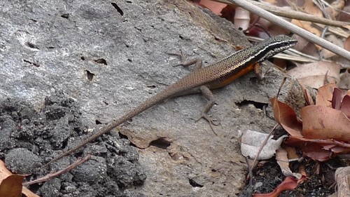 Hooded rainbow skink (Carlia rostralis)