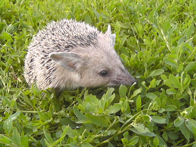 Hedgehogs (Hemiechinus)
