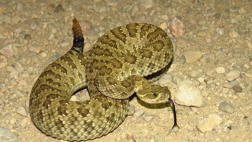 Crotalus viridis viridis (Crotalus viridis viridis)