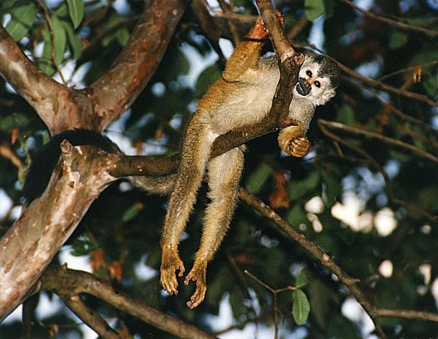 Squirrel monkeys (Saimiri)