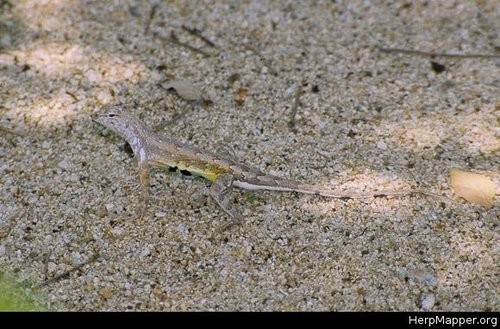 Callisaurus (Callisaurus)