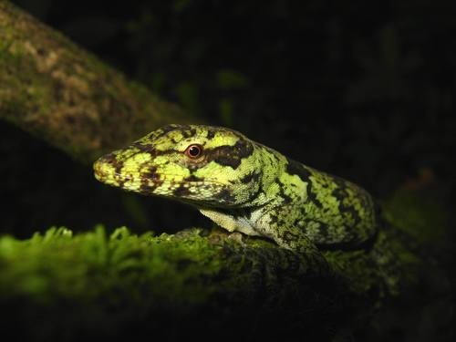 Abaniquillo (Anolis petersii)