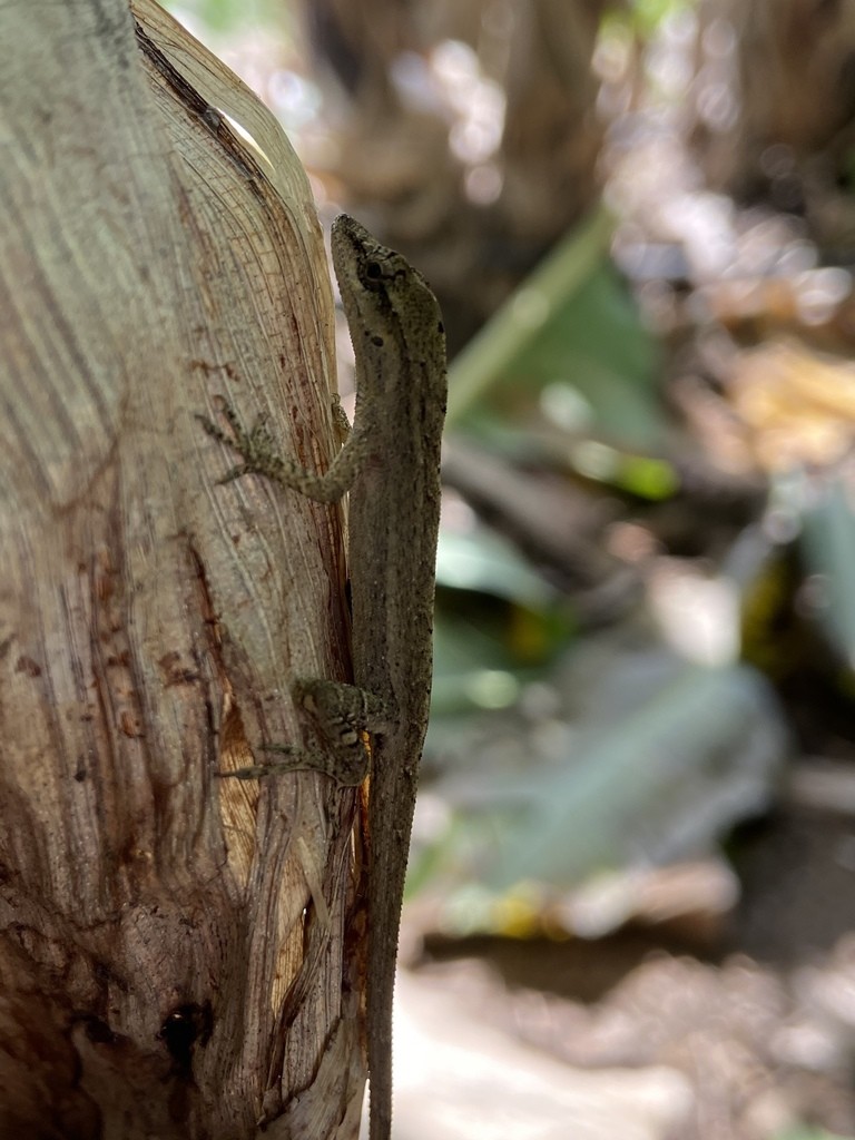 Anolis wellbornae (Anolis wellbornae)