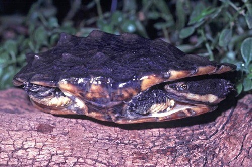 South american snake-neck turtle (Hydromedusa tectifera)