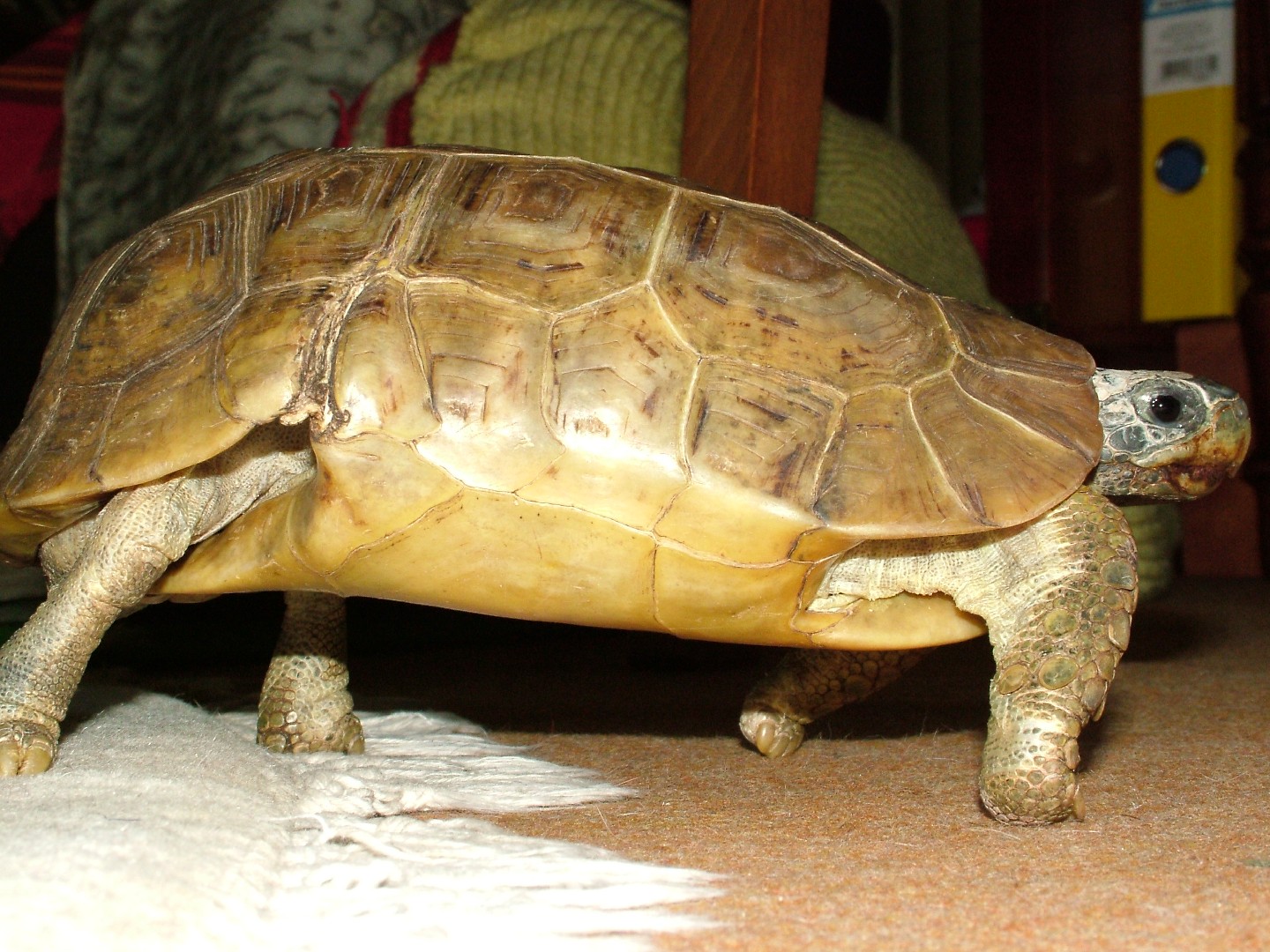 Hinge-back tortoise (Kinixys)