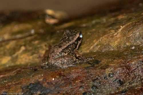 Fingered poison frogs (Mannophryne)