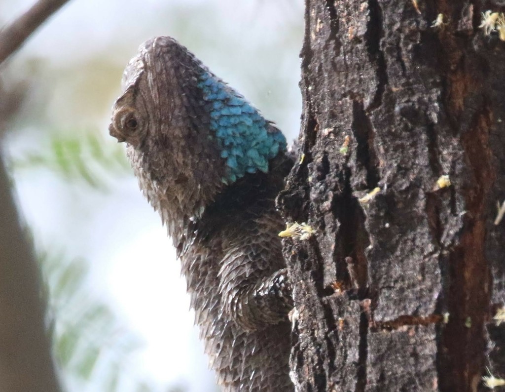 Sceloporus clarkii vallaris (Sceloporus clarkii vallaris)