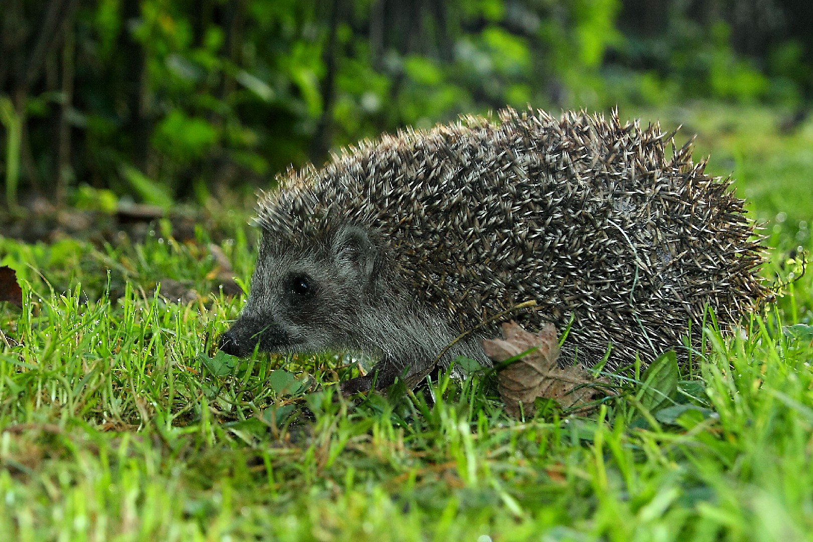 Woodland hedgehogs (Erinaceus)