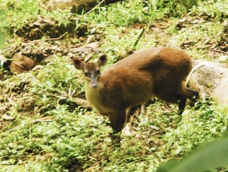 Brocket deer (Mazama)