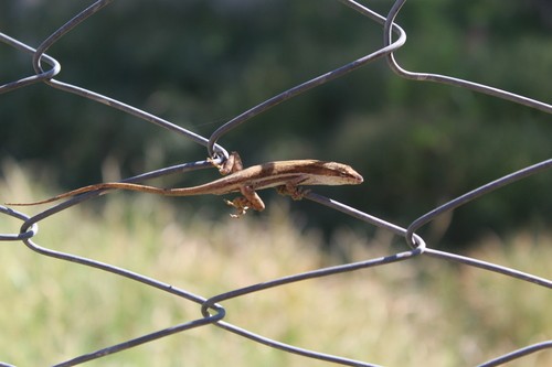 Anolis de encino de oaxaca (Anolis quercorum)