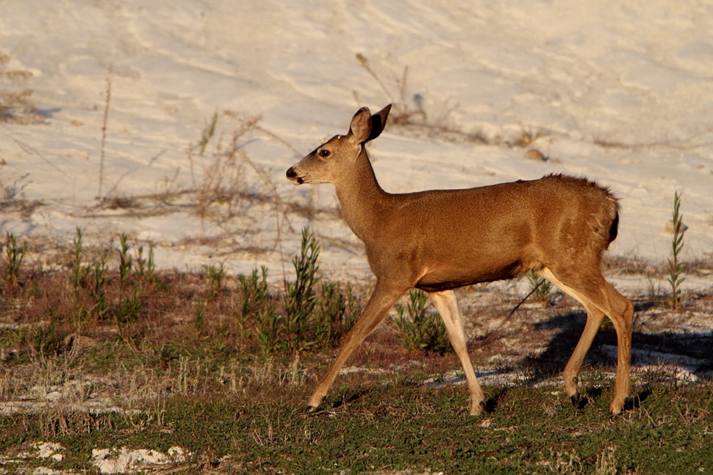 California mule deer (Odocoileus hemionus californicus)
