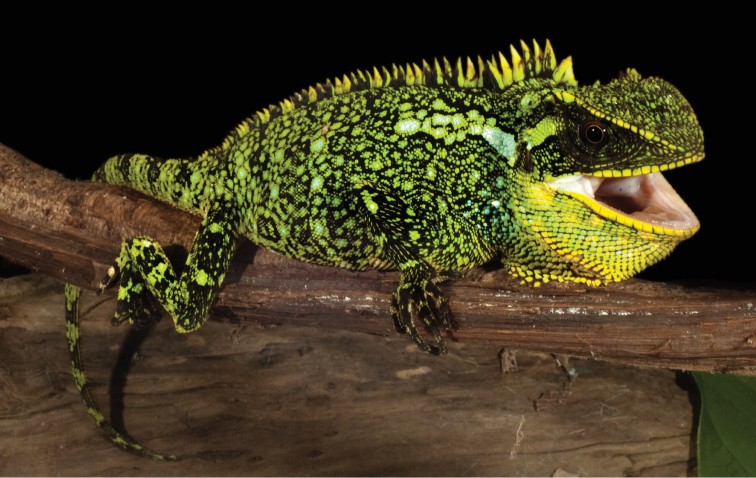 Iguana enana (Enyalioides)