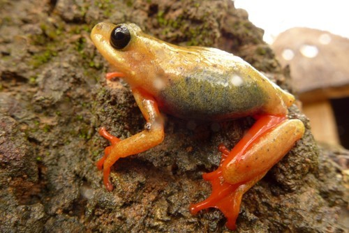 Hyperolius viridiflavus (Hyperolius viridiflavus)