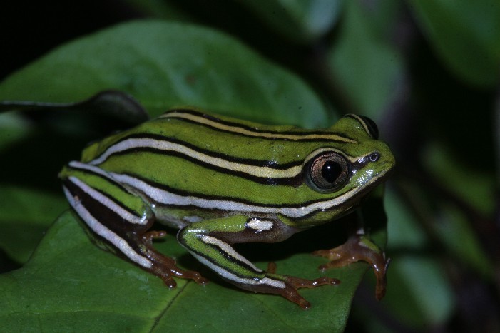 Malagasy reed frogs (Heterixalus)