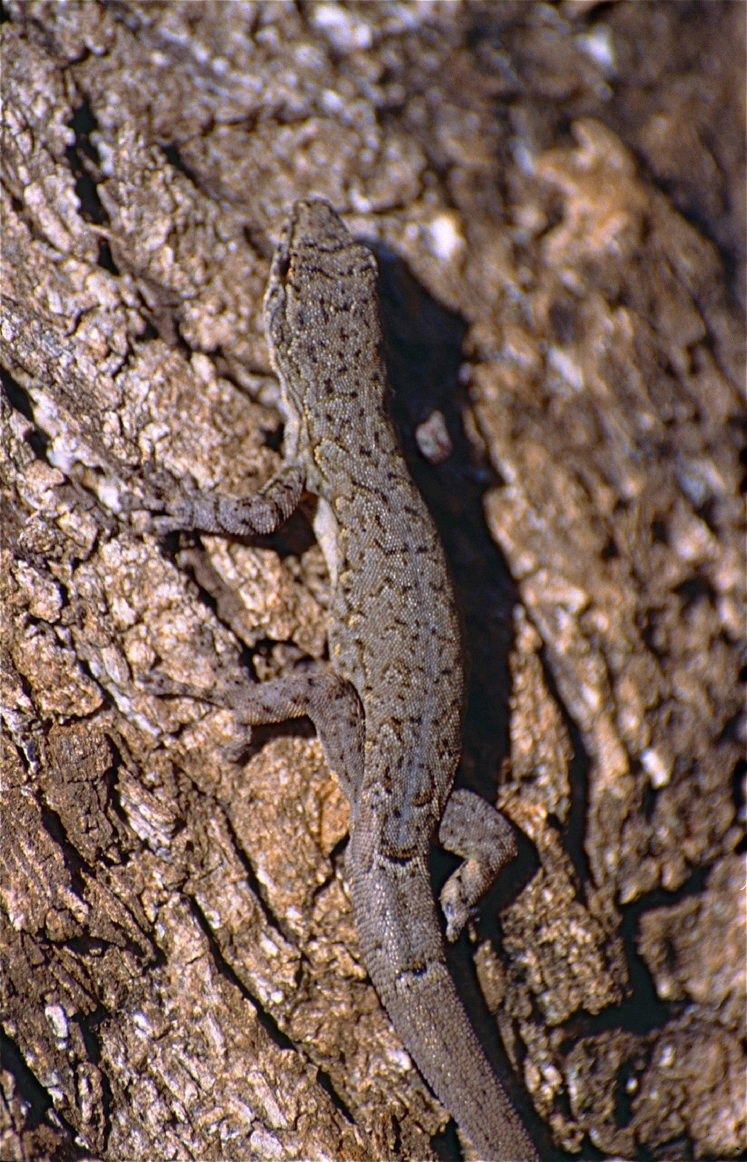 コビトヤモリ属 (Lygodactylus)