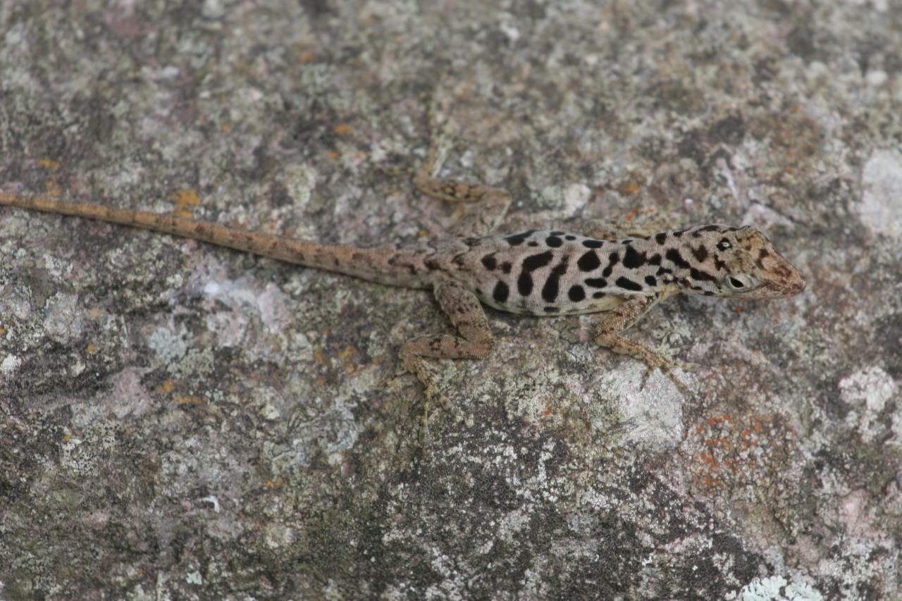 Anolis sabanus (Anolis sabanus)