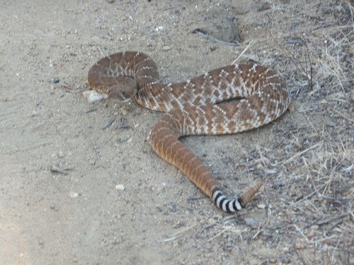 Crotalus ruber ruber (Crotalus ruber ruber)