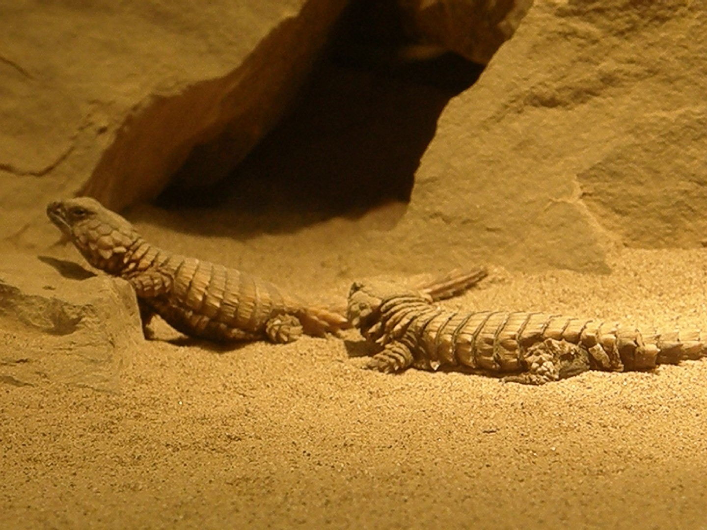 Lézard À queue Épineuse d'armadillo (Ouroborus cataphractus)