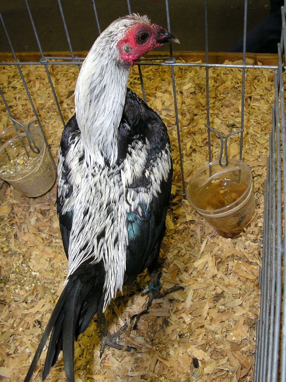 Modern Game Chicken (Gallus gallus domesticus 'Modern Game')