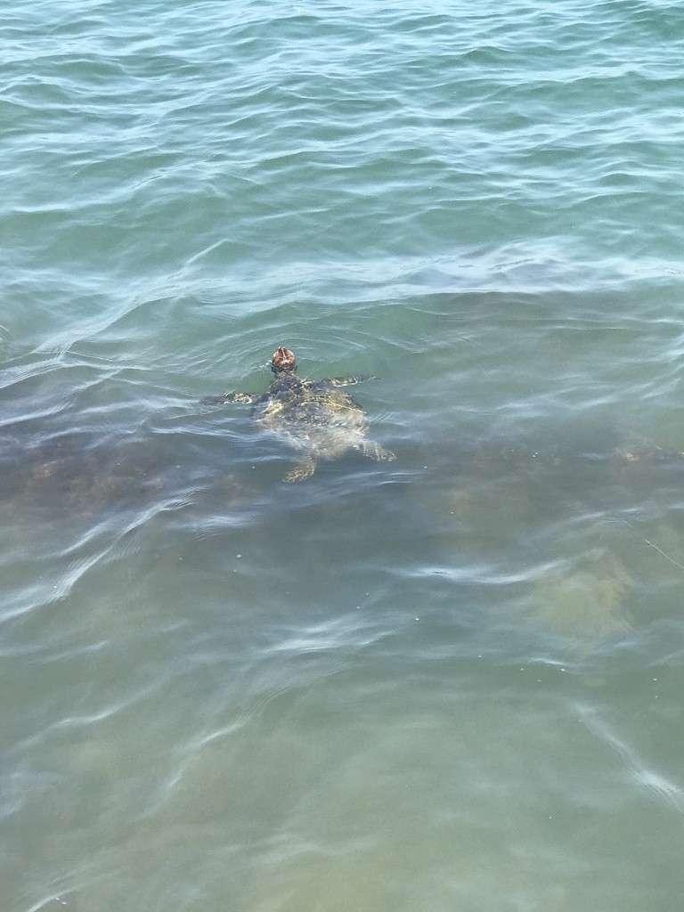 Green sea turtle (Chelonia)