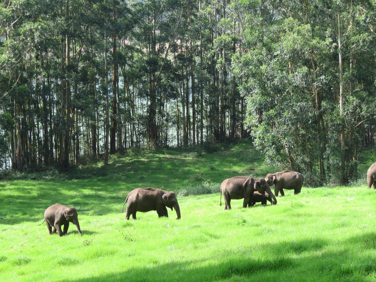 Elefante asiático (Elephas)