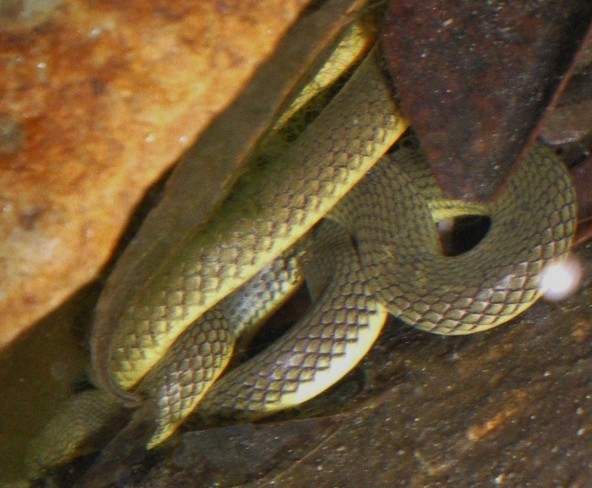Opisthotropis andersonii (Opisthotropis andersonii)