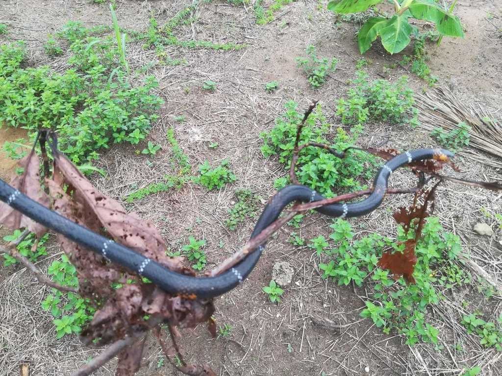 ムシクイサンゴヘビ (Micrurus hemprichii)