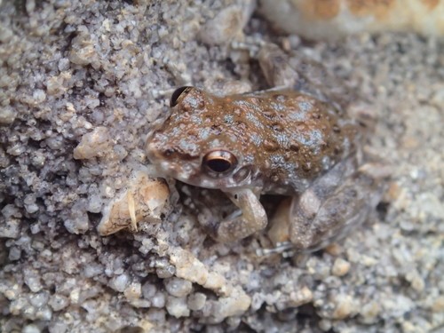 Rockhole frog (Litoria meiriana)