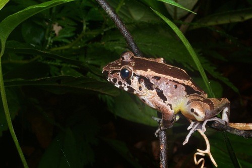 Torrent frog (Huia)